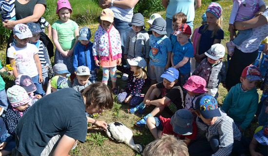 Storchenberingung in Nebelschütz Foto: Hubertus Schwede