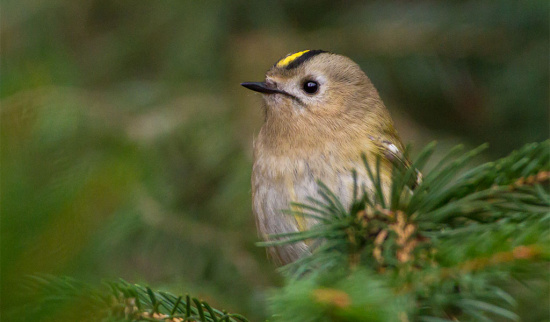 Goldhähnchen Foto: Bärbel Franzke