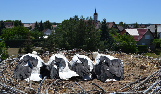 Vier Jungstörche in Ralbitz Foto: Hubertus Schwede