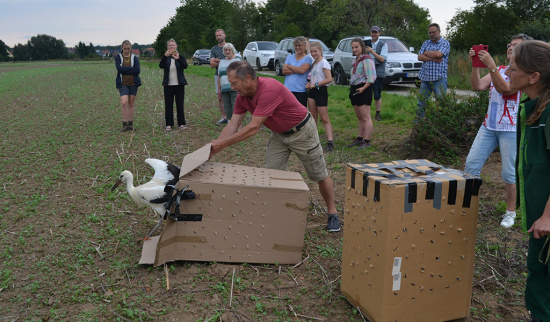 Weißstorchauswilderung im August 2023. Foto: Hubertus Schwede